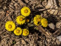Fliegen auf Huflattich Gruppe am Feldrand